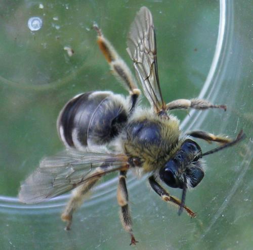 Eucera sp.